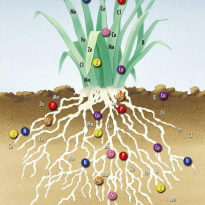 How important are amino acids for a plant?