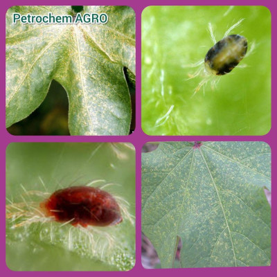 Cotton-sucking pest: Spider mite