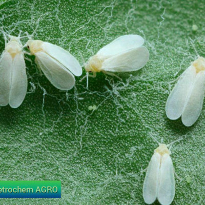 Cotton mites and control measures