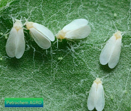 Cotton mites and control measures